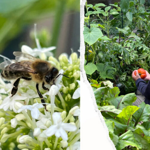L’importance des abeilles dans nos vies